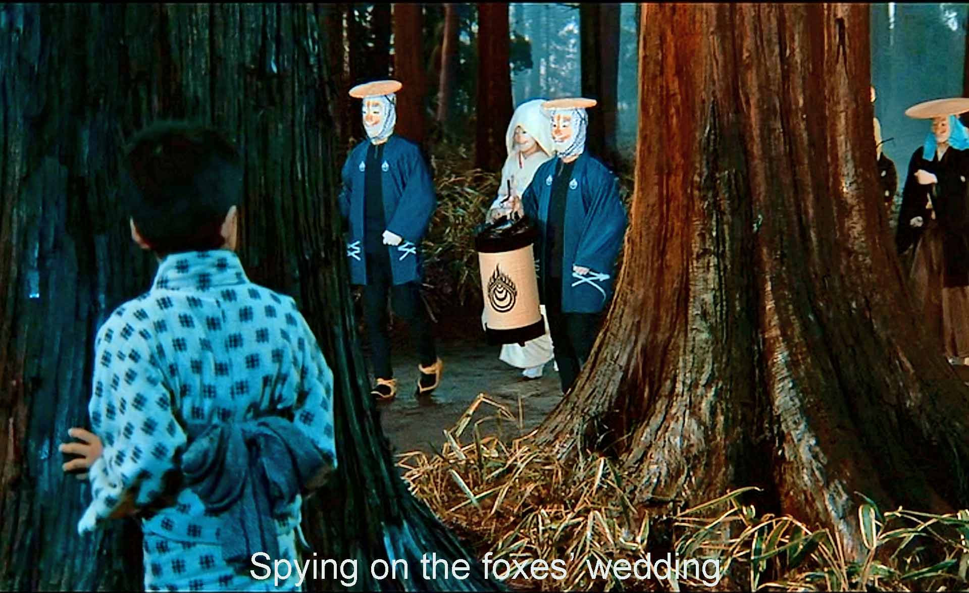 Spying on the foxes' wedding
