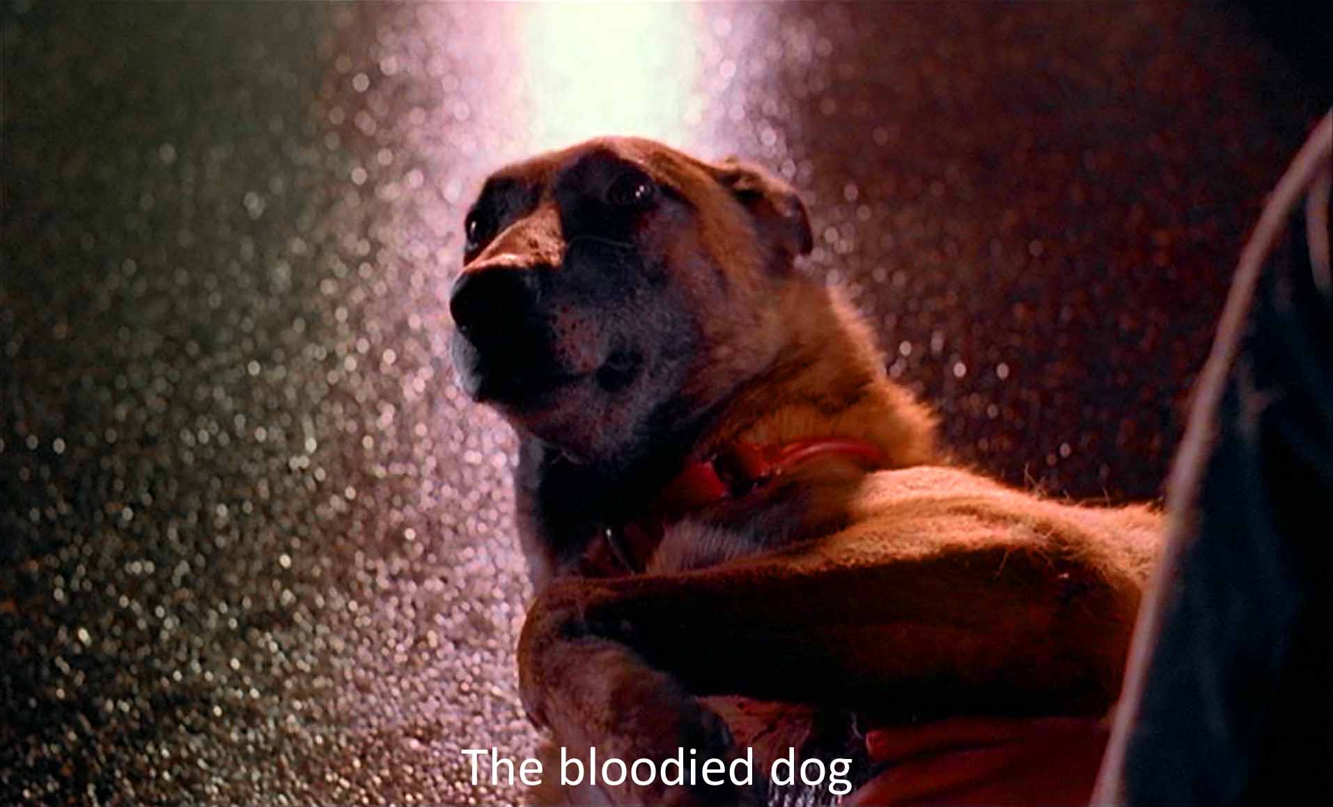 The bloodied dog