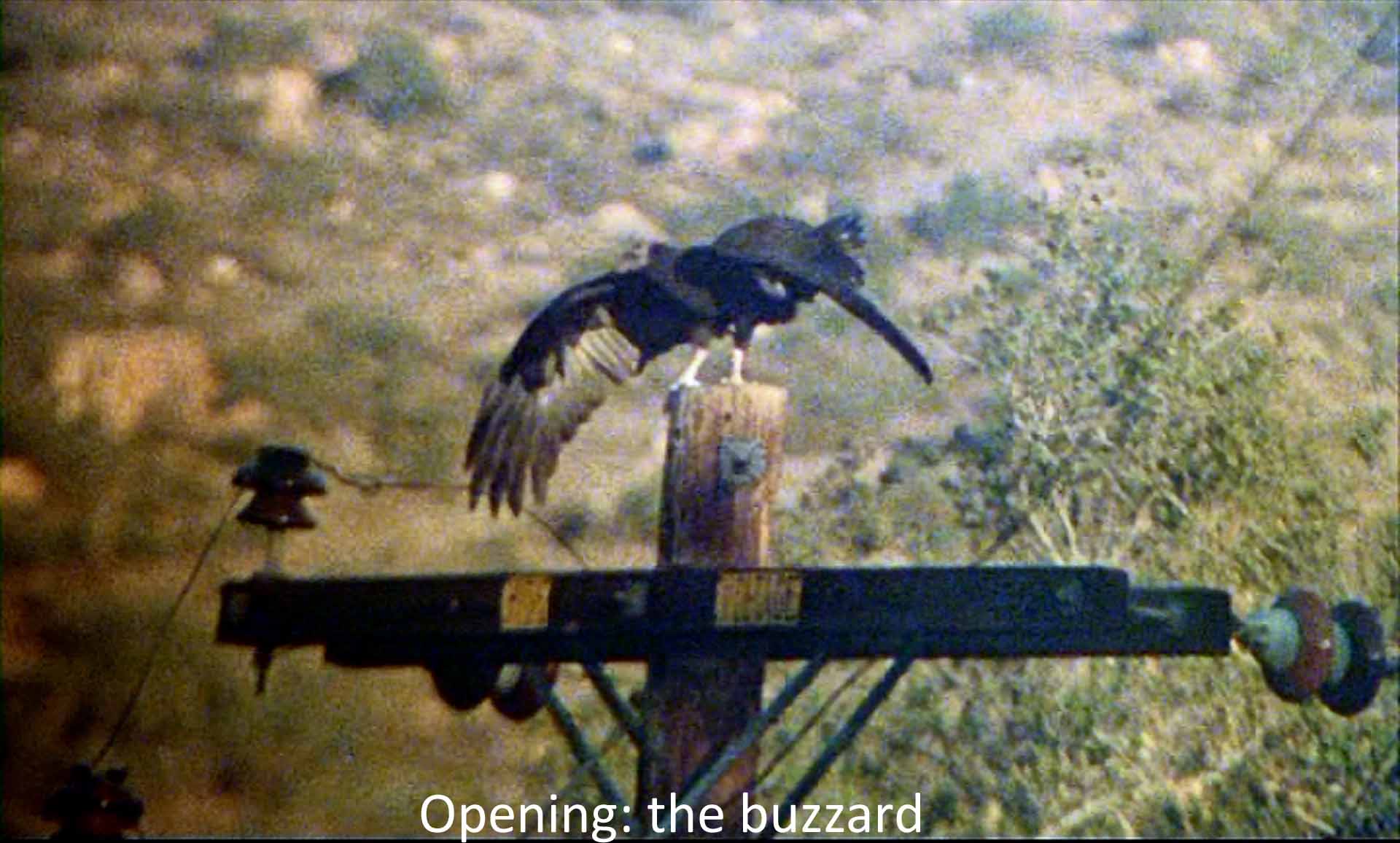 Opening: the buzzard