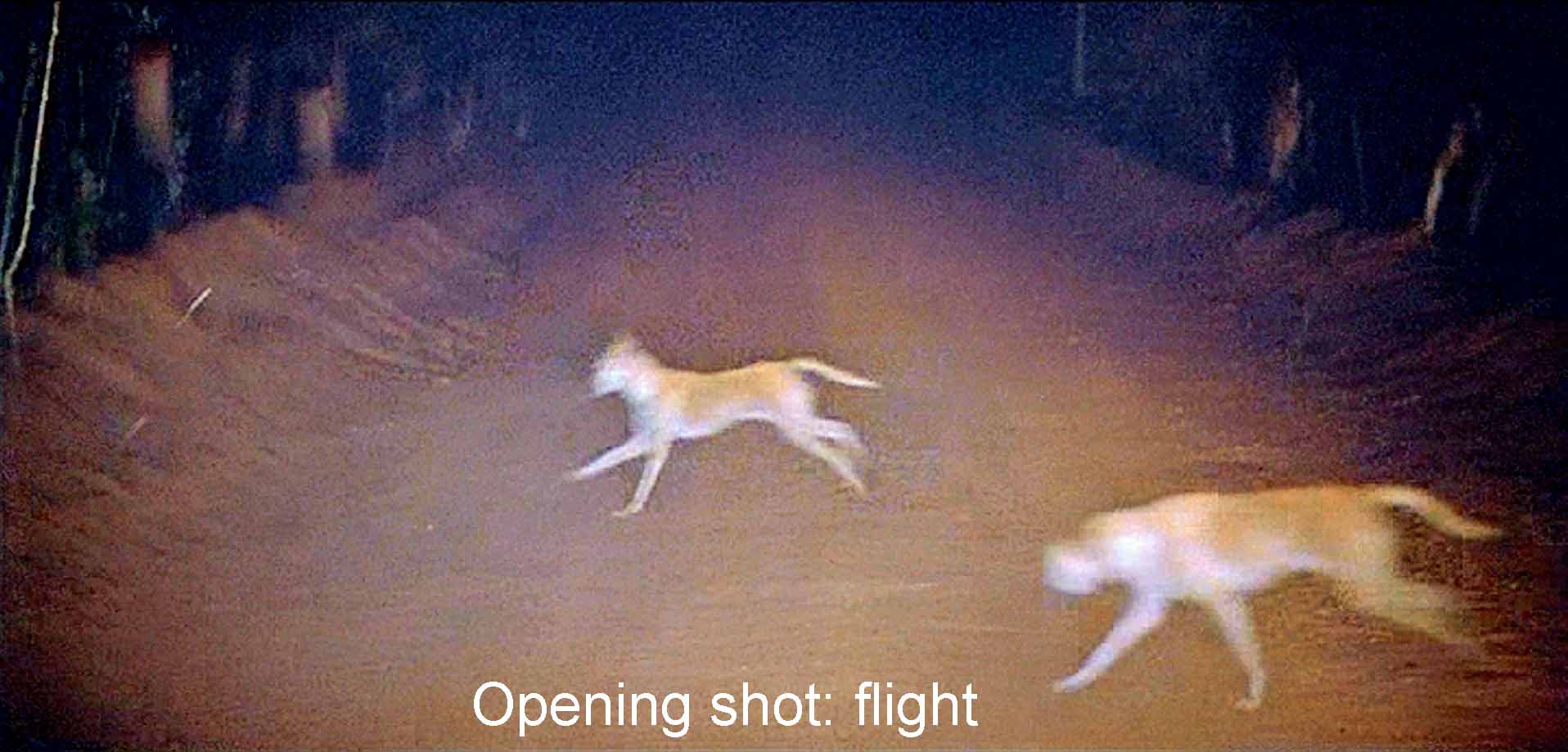 Opening shot: flight