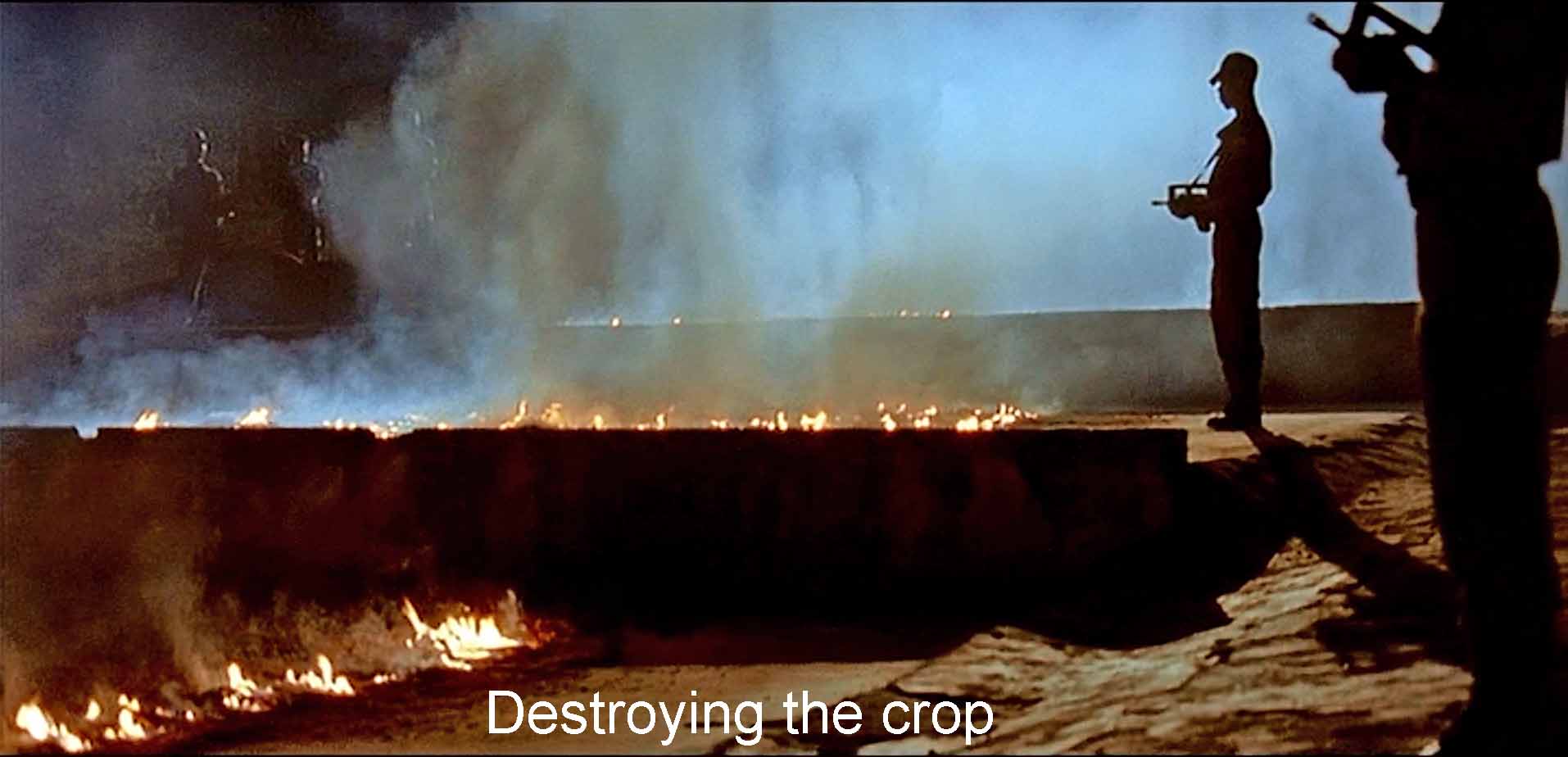 Destroying the crop