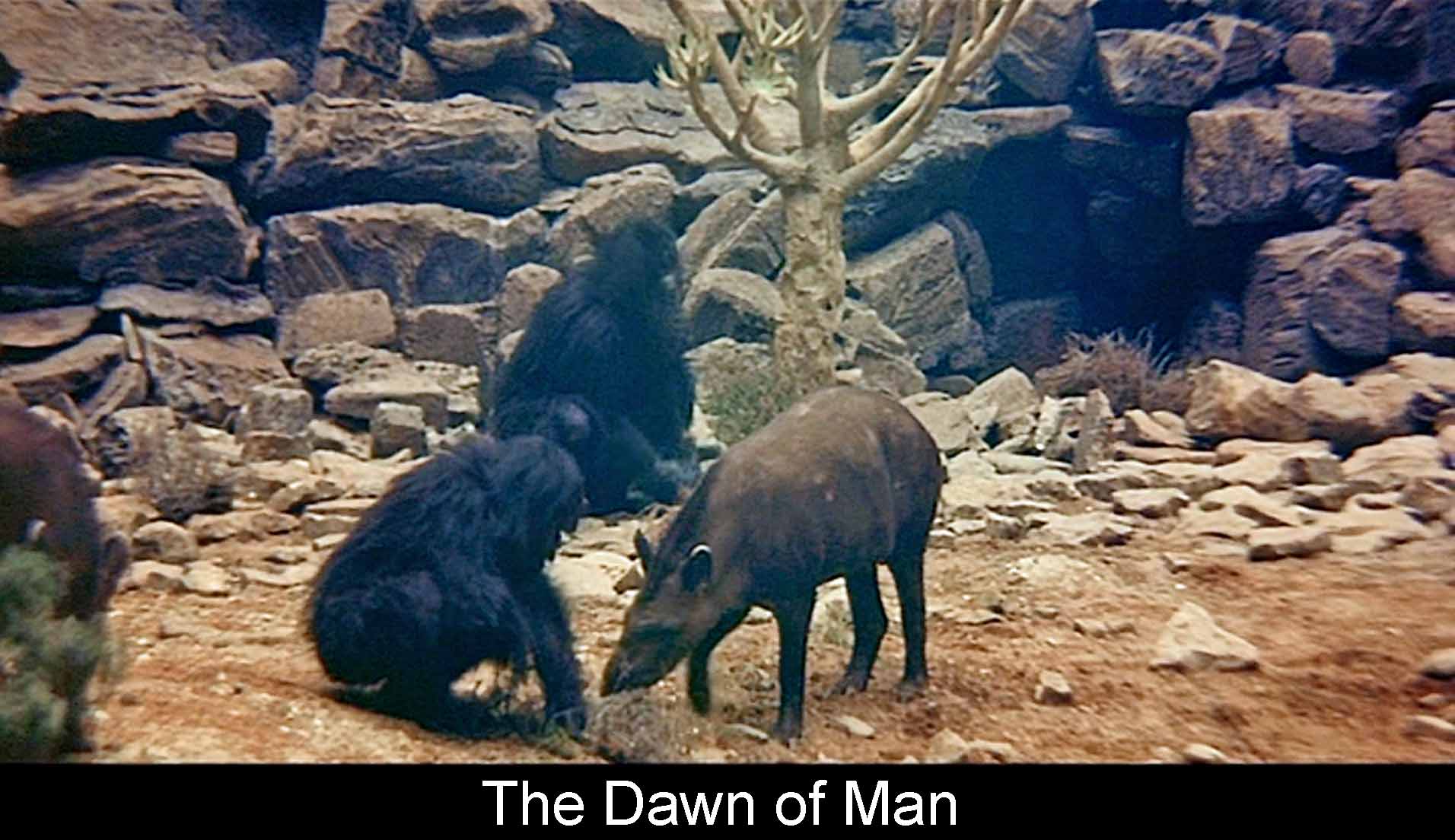The Dawn of Man