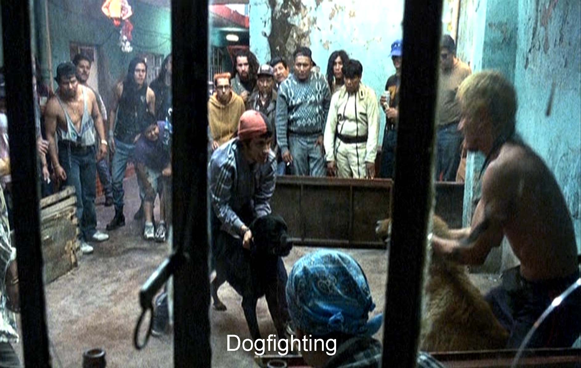 Dogfighting