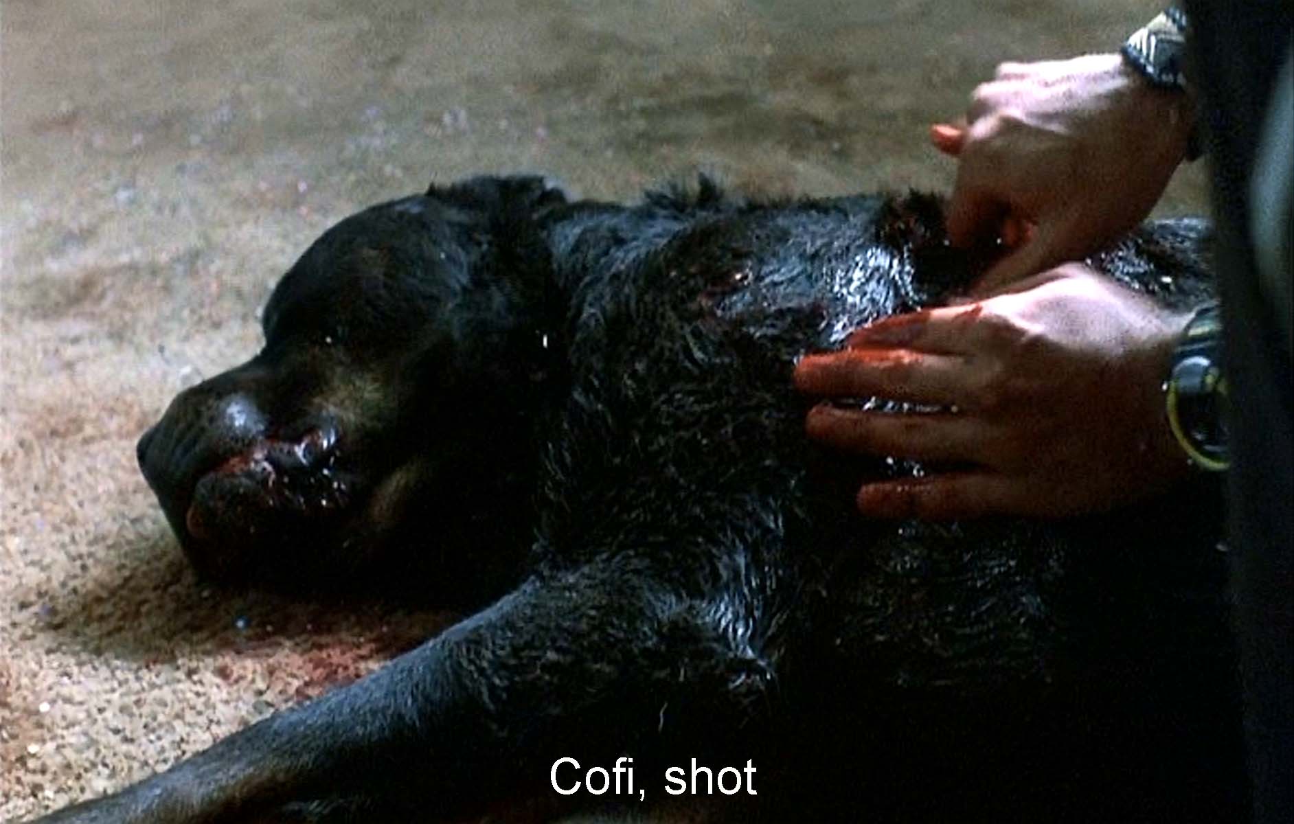 Cofi, shot