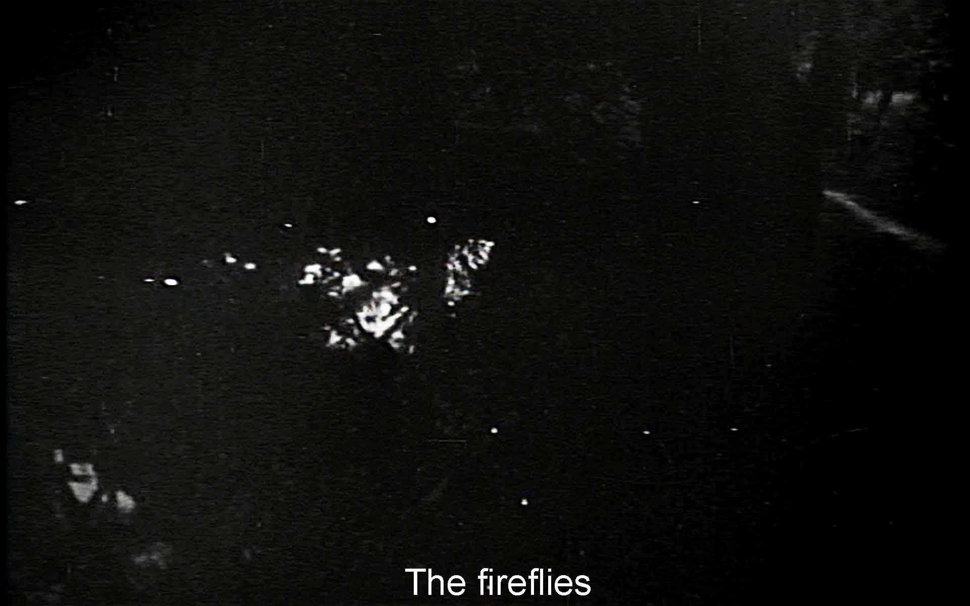 The fireflies