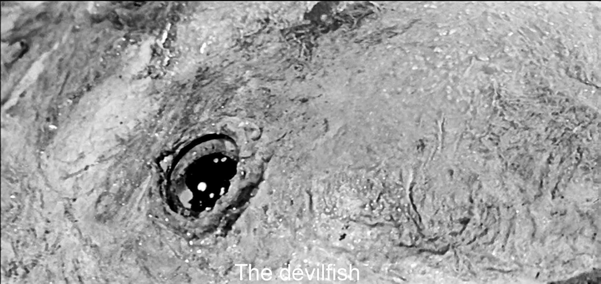 The devilfish