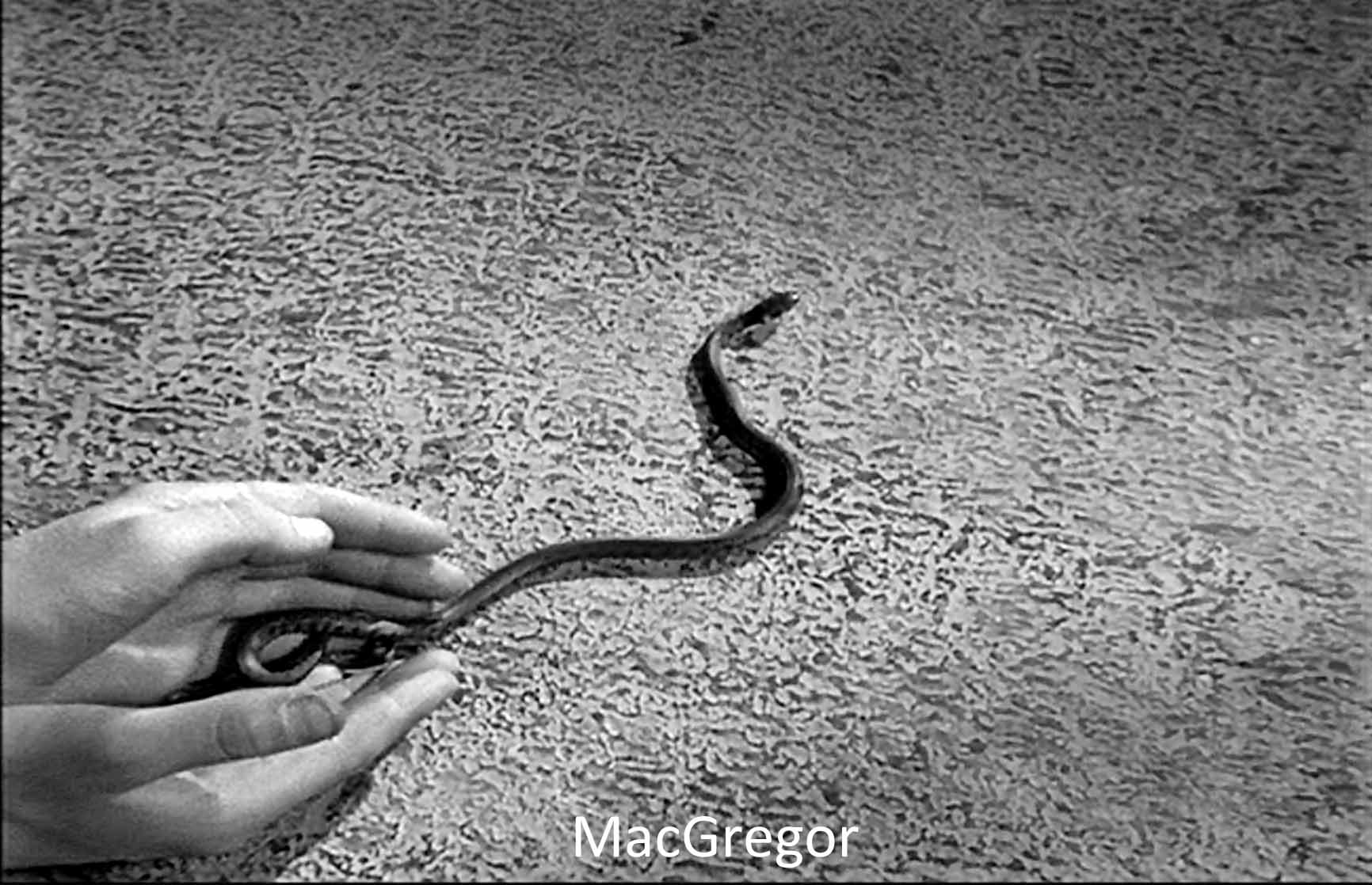 MacGregor