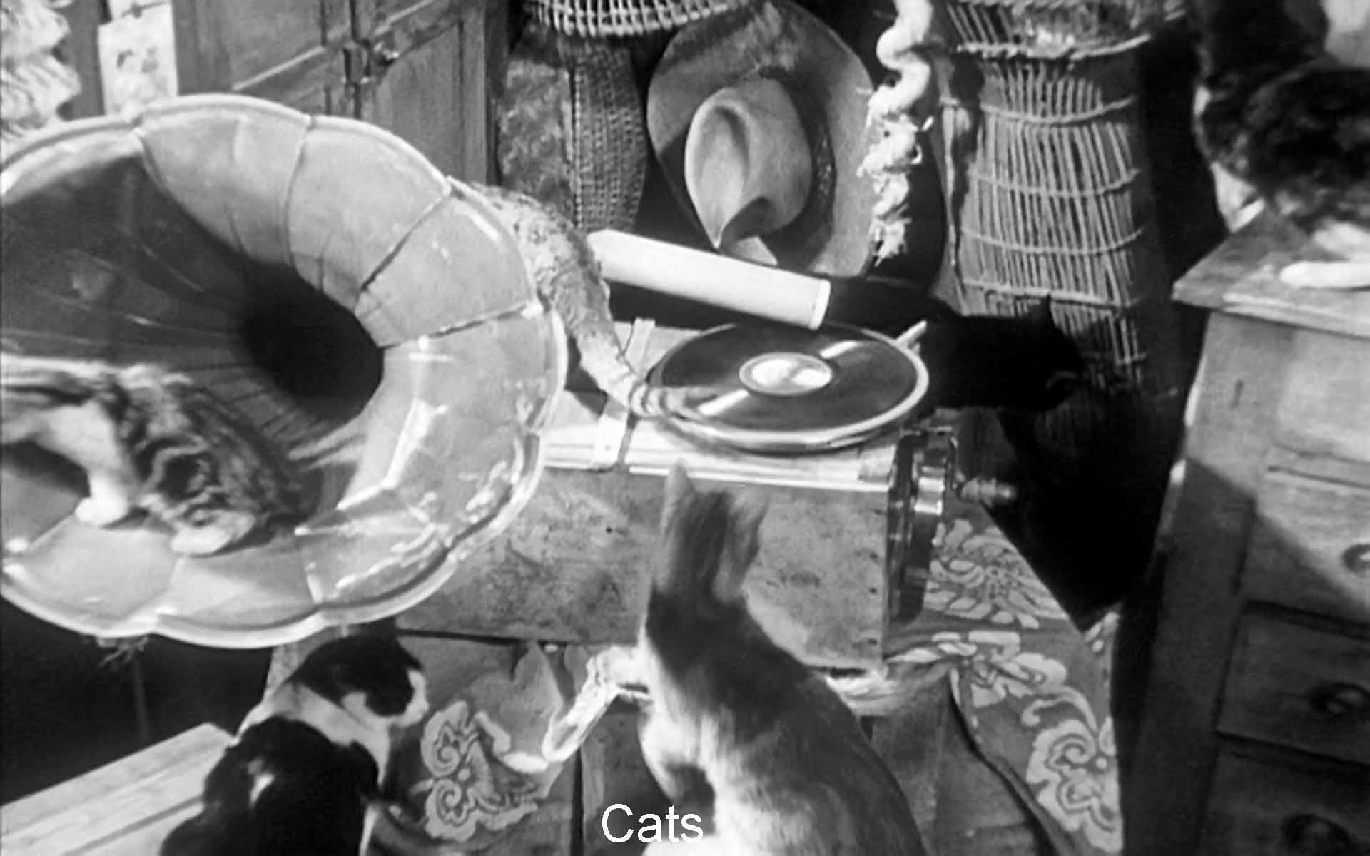 Cats