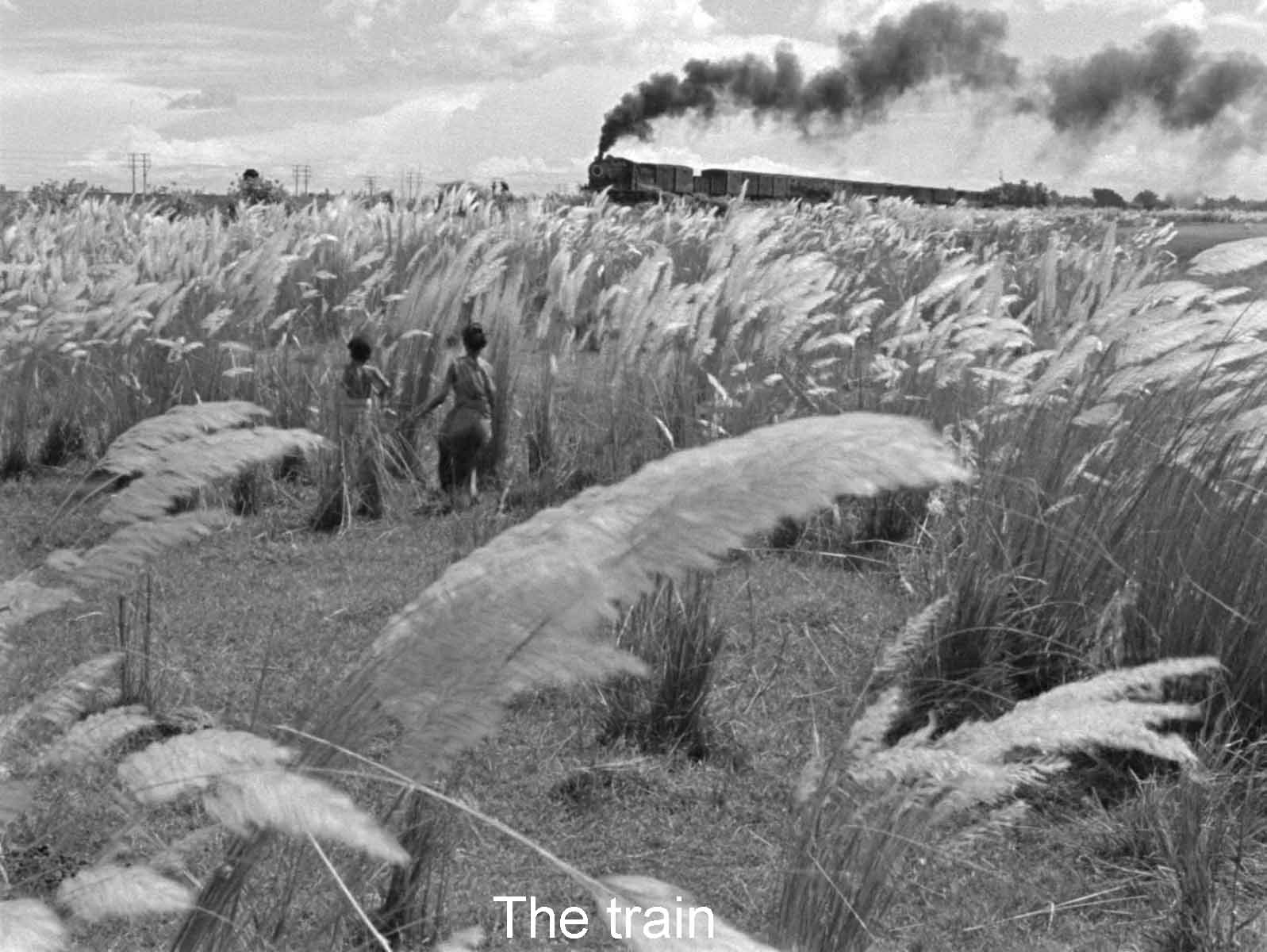 The train
