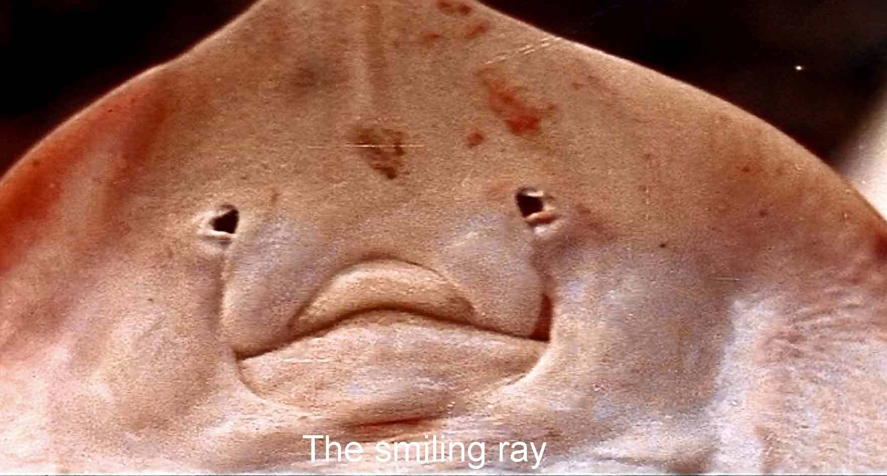 The smiling ray