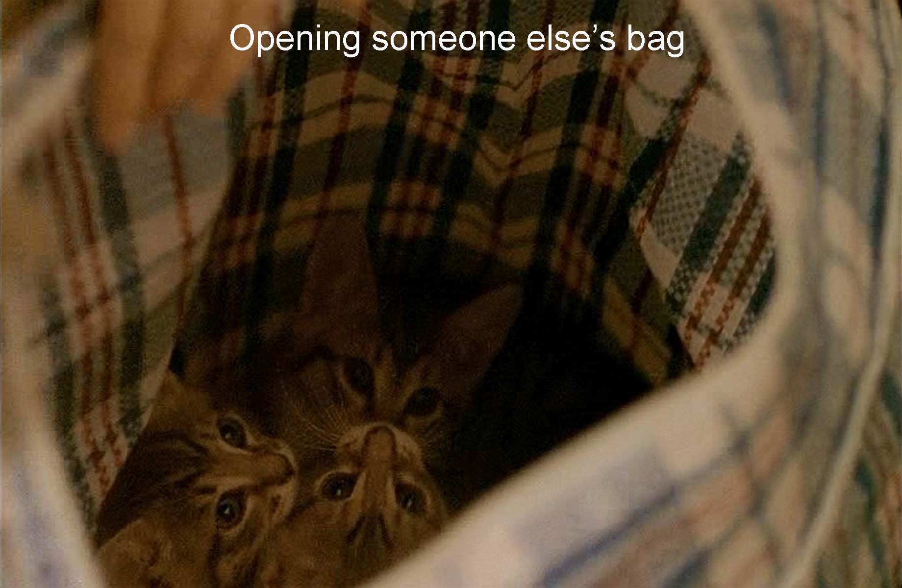 Opening someone else’s bag  (the kittens)