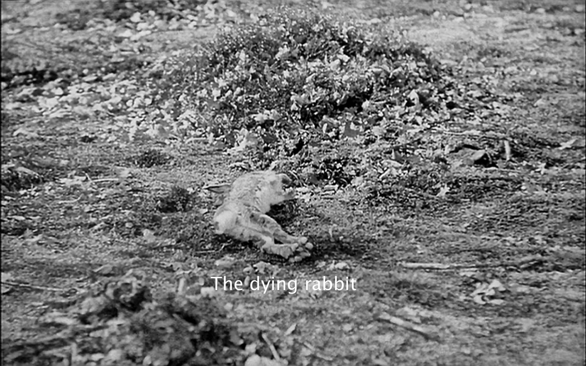 The dying rabbit