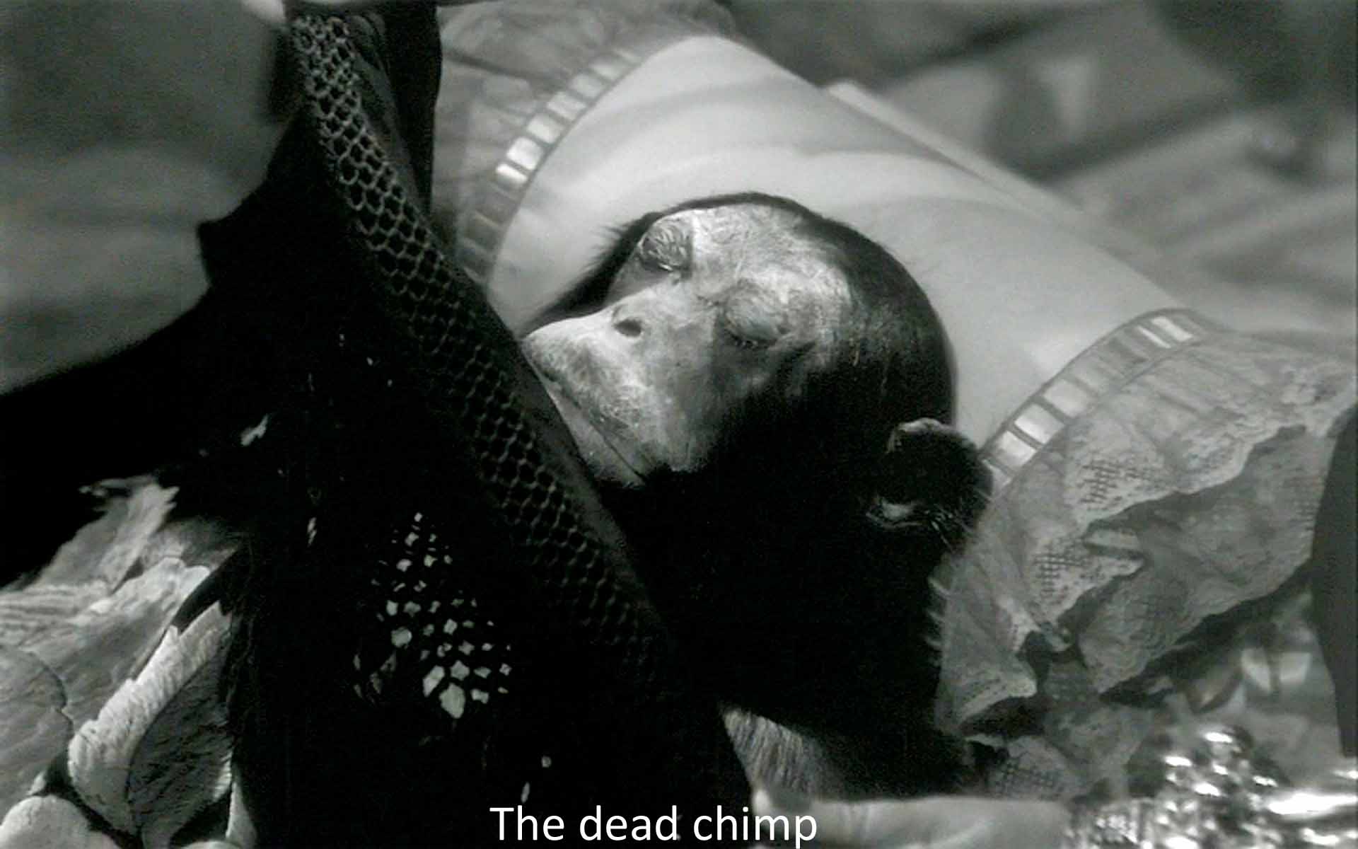 The dead chimp