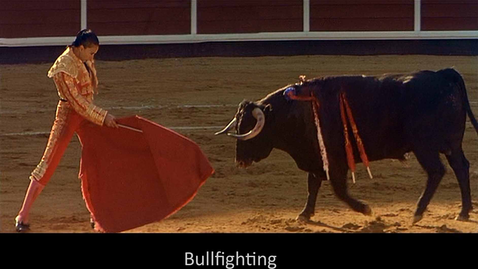 Bullfighting