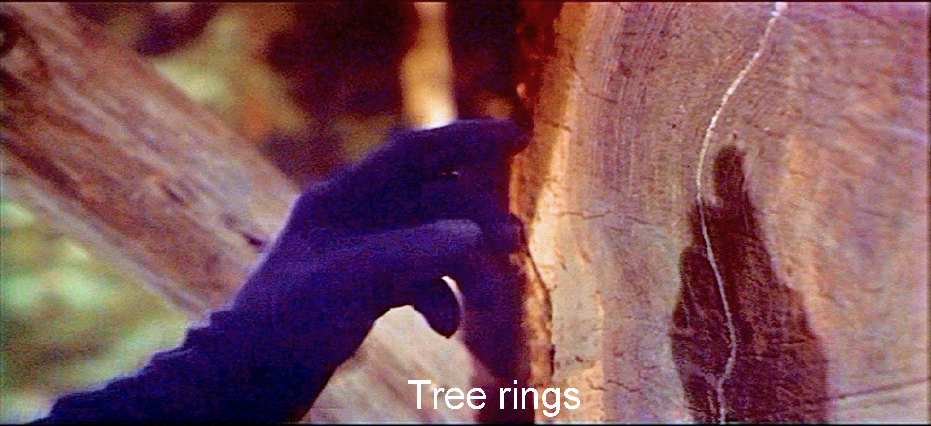 Tree rings
