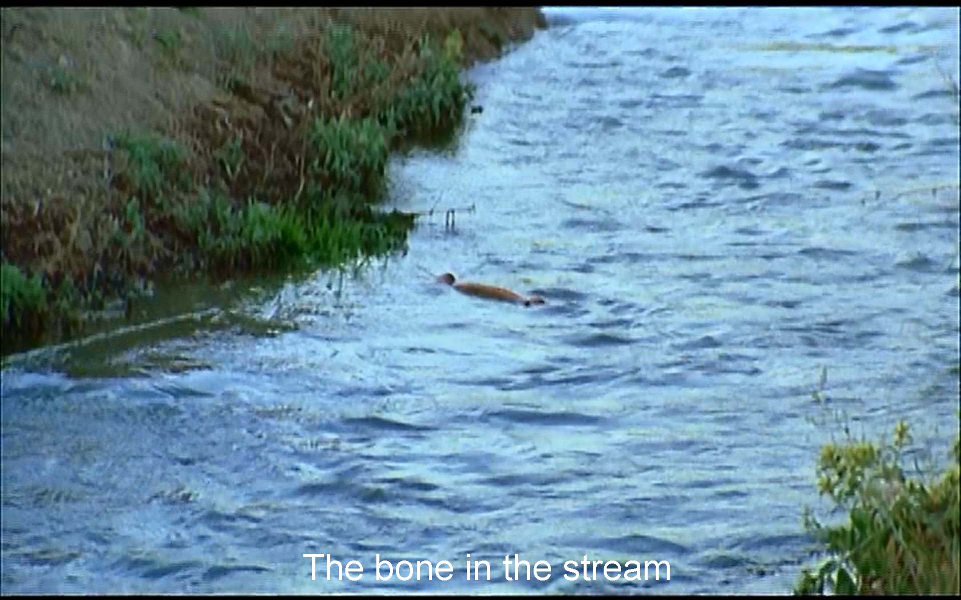 The bone in the stream