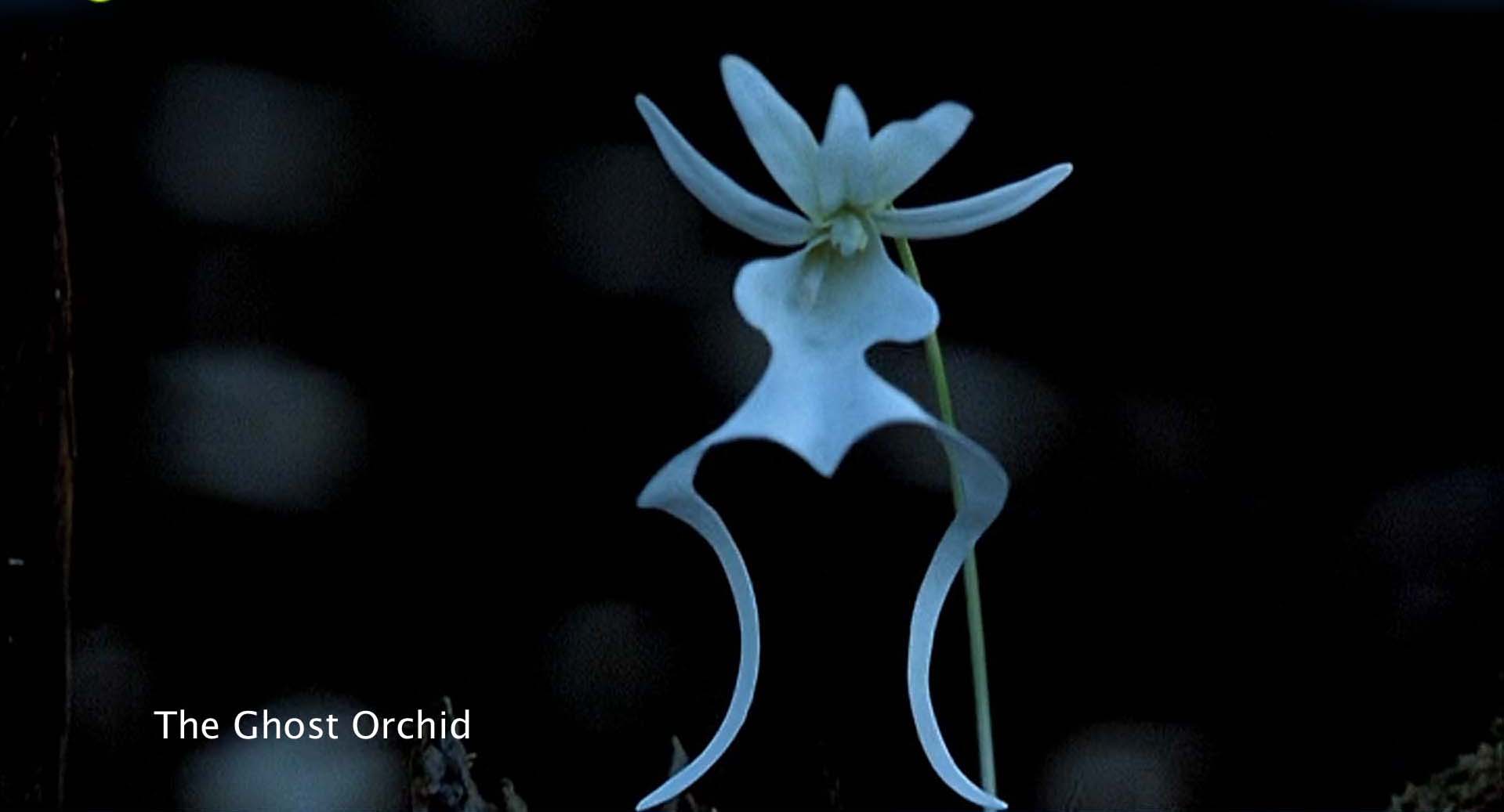 The Ghost Orchid